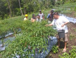 Kelompok Timamo Kelurahan Loto, Ternate, Panen Cabe Keriting