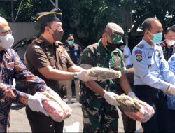 Kejari Ternate Musnahkan Ratusan Barang Bukti, Narkotika Paling Banyak
