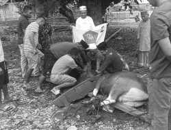 Ketua DPD Gerindra Malut Salurkan 8 Ekor Sapi dan 2 Ekor Kambing