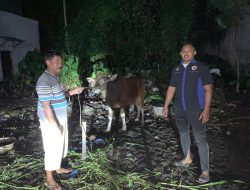 DPP dan DPW Garda NasDem Malut Distribusi 3 Ekor Sapi Kurban ke Warga Ternate