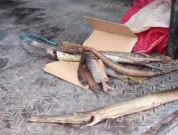 Pencemaran Bahan Kimia di Pelabuhan Namlea Tidak Berdampak ke Perairan Sula
