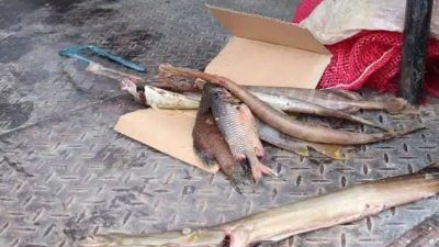 Pencemaran Bahan Kimia di Pelabuhan Namlea Tidak Berdampak ke Perairan Sula