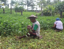 Cerita Petani Kangkung Menyambung Hidup di Kelurahan Gambesi, Ternate