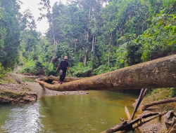 Hukum Tanah di Rimba Halmahera