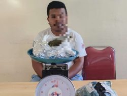 Jemput 400 Gram Ganja dari Aceh, Seorang Pemuda di Halsel Diringkus Polisi
