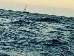 Nelayan di Obi Keluhkan Kapal dari Seram yang Tangkap Ikan Pakai Pukat