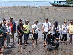 Peringati HUT ke-50, KNPI Malut Tanam 200 Bibit Mangrove di Pulau Moti