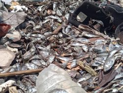 Tak Tahu Penyebabnya, Ratusan Ikan Mati di Pantai Sasa, Ternate