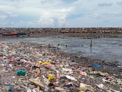 Ini Penyebab Matinya Ratusan Ikan di Pesisir Pantai Sasa, Ternate