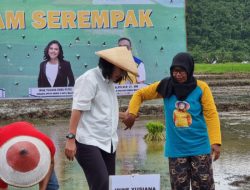 Berdayakan Petani Halmahera Tengah Melalui Program P3-GTAI