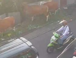 Sapi Liar Ancam Pengendara di Ternate