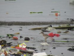 Foto: Pantai Tercemar, Fauna Kena Dampak
