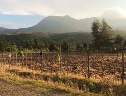 Produksi Padi Sawah Menurun, Petani Halmahera Timur: Dampak Tambang
