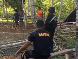 2 Warga di Pulau Obi Ditangkap Gegara Judi Sabung Ayam