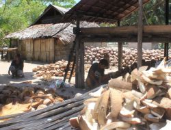Harga Kopra di Halmahera Utara Naik Tajam, Perkilo Tembus Rp8.000