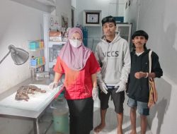 Pengelola Destinasi Wisata Alam Pulo Tareba Selamatkan Kuskus Mata Biru