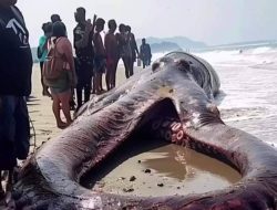 [HOAKS] Beredar Foto Gurita Raksasa Terdampar di Pulau Morotai