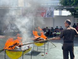 Kejari Ternate Musnahkan 2 Kilogram Ganja dengan Cara Dibakar