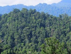Ancaman di Balik Rencana Tenaga Listrik Nuklir di Halmahera