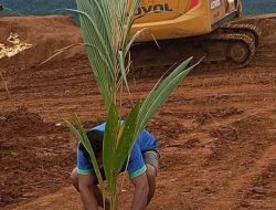 Protes Kebunnya Digusur Perusahaan Tambang, Petani di Haltim Tanam Pohon Kelapa