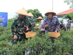 Panen Cabai, Lanal Morotai Komitmen Wujudkan Kemandirian Pangan