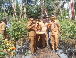 Pemda Halmahera Utara Gelar Farmer Field Day Bersama Yayasan Bina Tani Sejahtera