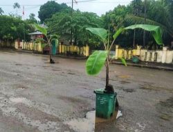 Kesal, Warga di Morotai Tanam Pohon Pisang di Jalan Rusak