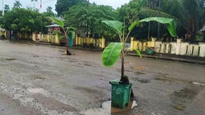 Kesal, Warga di Morotai Tanam Pohon Pisang di Jalan Rusak