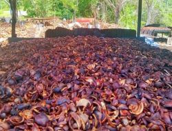 Harga Kopra di Halut Tembus Rp 11.800, Pemda Pastikan Tengkulak Tak Main Harga