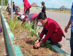 Tanam Ratusan Bibit Pohon di Morotai, Cara IMM Malut Jaga Kelestarian Lingkungan