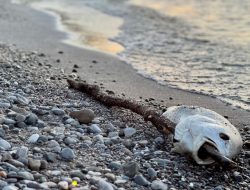 Memanah Ikan, Warga Morotai Ditemukan Meninggal Tenggelam