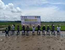 Petani Kao Barat Panen Raya, Pemda Kabupaten hingga Provinsi Turut Dampingi 