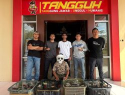 Polisi Amankan Pelaku Penyelundupan 39 Ekor Burung Nuri di Pulau Morotai