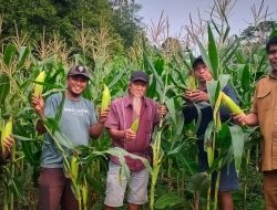 Hasil Tani Dongkrak Stok Pangan Tetap Aman Selama Nataru di Ternate