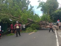 Angin Kencang Terjang Ternate, Pohon Besar Tumbang Timpa Kios dan Losmen