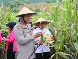 Polres Halmahera Timur Panen Perdana 4 Ton Jagung sebagai Dukungan Program Asta Cita