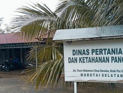 Pasokan Cabai-Tomat di Morotai Dipastikan Aman, Panen Petani Diprediksi Awal Ramadan