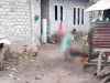Babi Hutan Masuk Permukiman di Ternate, Ibu dan Anak Jadi Korban