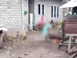 Babi Hutan Masuk Permukiman di Ternate, Ibu dan Anak Jadi Korban