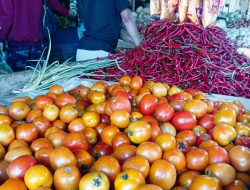 Harga Barito di Morotai Meroket Jelang Ramadan, Berikut Rinciannya