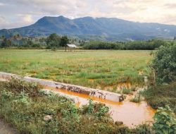 Air Sawah di Wasile Berubah Cokelat Kemerahan, Diduga Tercemar Aktivitas Tambang