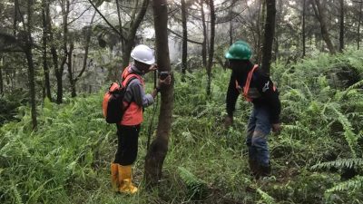 Harita Nickel Lakukan Pemantauan Flora dan Fauna Endemik di Area Terdampak Tambang