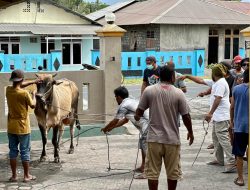 Terima Hewan Kurban, Warga Gorua Selatan: Terima Kasih Kapolda Malut