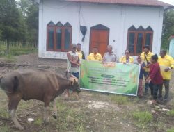 Hari Raya Idul adha, PT NHM Bagikan 61 Ekor Sapi kepada Masyarakat Lingkar Tambang