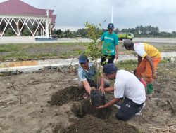 Pemda Haltim Tanam Pohon Agathis untuk Lestarikan Lingkungan