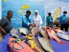 Obi Fishing Tournament 2025:  Tangkapan Ikan Melimpah, Produktivitas Perairan Kawasi Terjaga