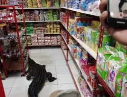 Heboh! Seekor Buaya Masuk ke Toko di Taliabu, Jadi Tontonan Warga Setempat