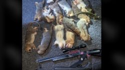 Miris! 19 Ekor Kuskus Matabiru Ternate Tewas Ditembak