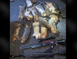 Miris! 19 Ekor Kuskus Matabiru Ternate Tewas Ditembak