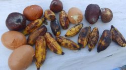 Temukan Buah Busuk di Hidangan MBG, Guru di Ternate Protes